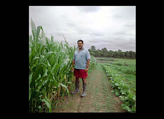 FijianIndian gardens replacing lost farmlands Narendra Singh 4 